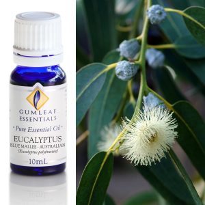 Essential Oil Eucalyptus Blue Mallee Australian